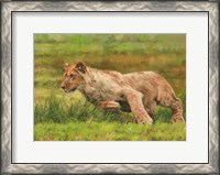 Framed Young Lion Running