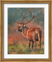 Framed Red Deer Stag 1620