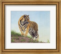 Framed Young Tiger 10