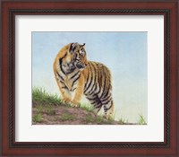 Framed Young Tiger 10
