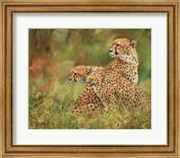 Framed Cheetah Siblings