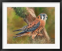 Framed American Kestrel