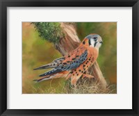 Framed American Kestrel