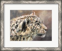 Framed Snow Leopard 86