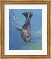 Framed Sealion Hello