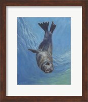 Framed Sealion Hello