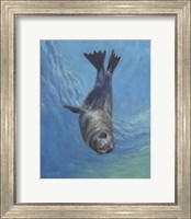 Framed Sealion Hello