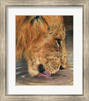 Framed Lion Head Drinking