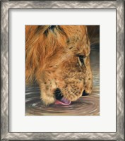 Framed Lion Head Drinking
