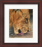 Framed Lion Head Drinking