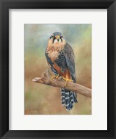 Framed Aplomado Falcon