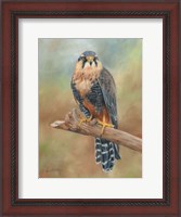 Framed Aplomado Falcon