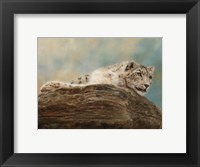Framed Snow Leopard 14
