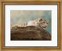 Framed Snow Leopard 14