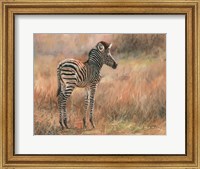Framed Zebra Foal