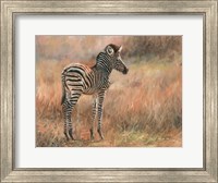 Framed Zebra Foal
