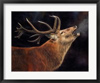 Framed Red Deer Stag Winter Breath