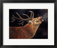 Framed Red Deer Stag Winter Breath