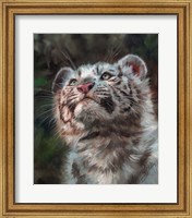 Framed White Tiger Cub Portrait