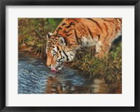 Framed Tiger Drinking