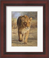 Framed Lioness Walk