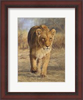 Framed Lioness Walk