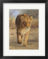 Framed Lioness Walk