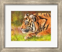 Framed Tiger Study 10
