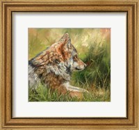 Framed Grey Wolf In Grass