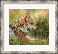 Framed Grey Wolf In Grass