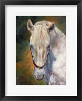 Framed White Horse