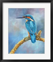 Framed Kingfisher Brilliant Blue