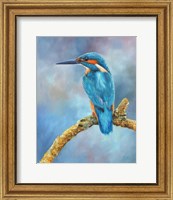 Framed Kingfisher Brilliant Blue