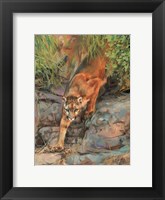 Framed Mountain Lion 2