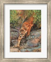 Framed Mountain Lion 2