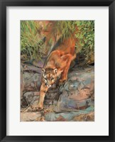 Framed Mountain Lion 2