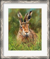 Framed Hare 2