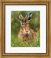Framed Hare 2