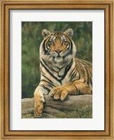 Framed Bengal Tiger 2