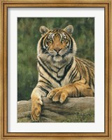 Framed Bengal Tiger 2