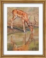 Framed Kudu Reflections