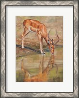 Framed Kudu Reflections