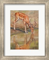 Framed Kudu Reflections