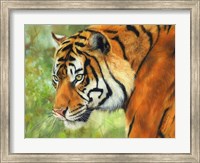 Framed Tiger 20
