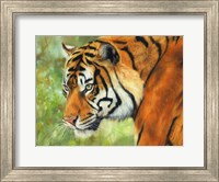 Framed Tiger 20