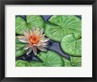 Framed Water Lily