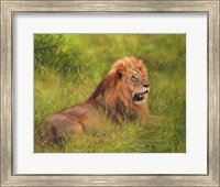 Framed Lion In Grass