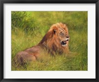 Framed Lion In Grass