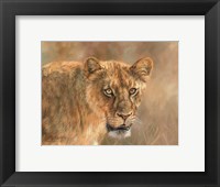 Framed Hungry Lioness