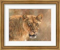Framed Hungry Lioness